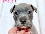 4 chiots American Bullies disponibles à la réservation (LOF)