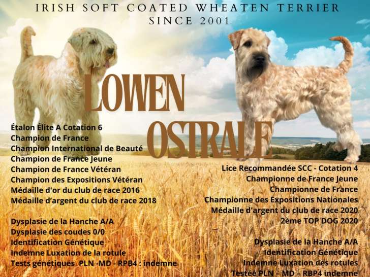 Terrier Irlandais à Poil Doux