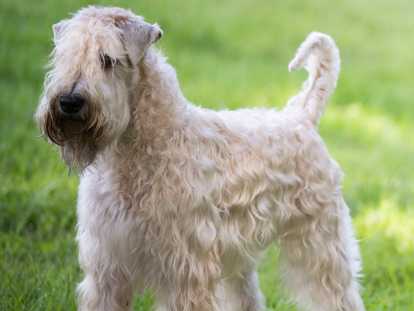 soeur d'une autre portée Multi Championne et Championne du Monde Junior