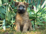 Terrier Irlandais à Poil Doux