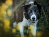 Recherche mâle Border Collie pour saillie