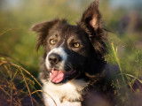 Recherche mâle Border Collie pour saillie