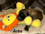 Ares