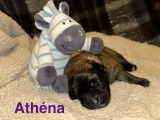 Athena