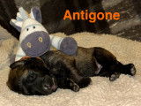 Antigone