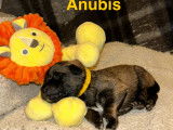 Anubis