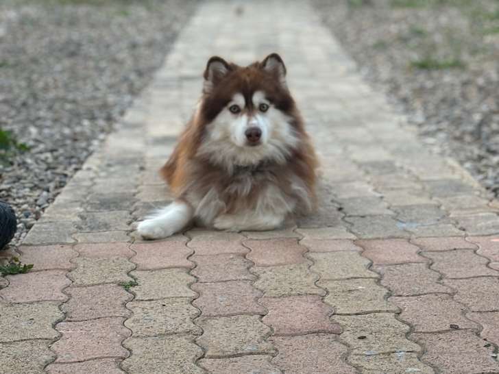 Moka, mâle Pomsky disponible pour saillie