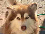 Moka, mâle Pomsky disponible pour saillie