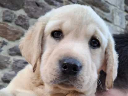 Chiot Labrador LOF &agrave; vendre
