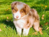 Superbe Border collie brun merle