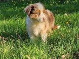 Superbe Border collie brun merle