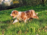 Superbe Border collie brun merle