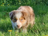 Superbe Border collie brun merle