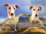 Chiots Whippet de super lignée à vendre