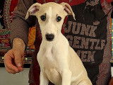 Chiots Whippet de super lignée à vendre