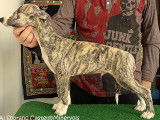 Chiots Whippet de super lignée à vendre