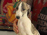 Chiots Whippet de super lignée à vendre
