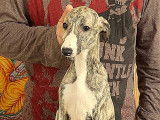 Chiots Whippet de super lignée à vendre