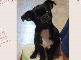 Superbe chiot Chihuahua LOF à vendre