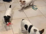 Mâle Jack Russell disponible pour saillie