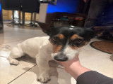 Mâle Jack Russell disponible pour saillie