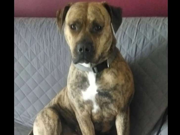 En attente d’adoption : chienne Bouledogue Américain bringé