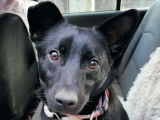 En attente d'un foyer : chien noir