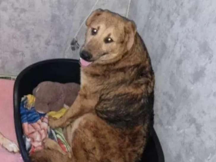 À accueillir : chiot mâle beige