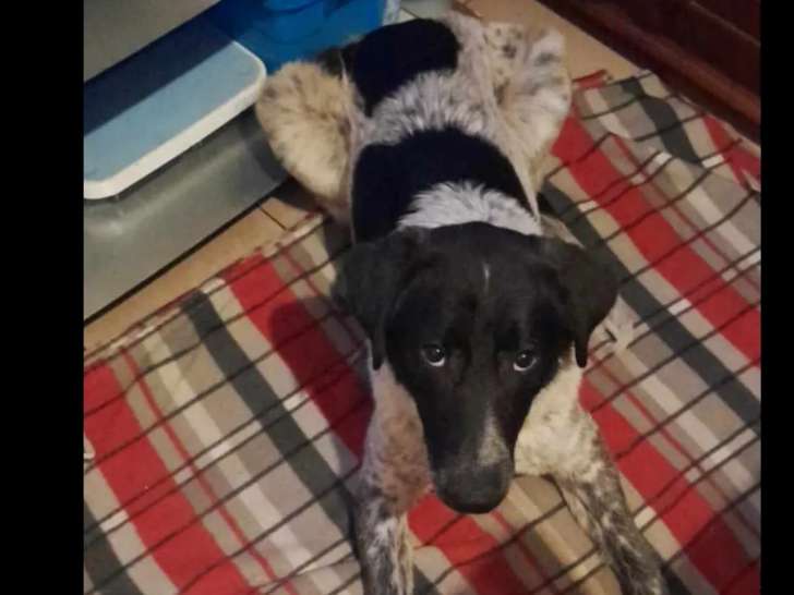 En quête d'un foyer : chien noir et blanc