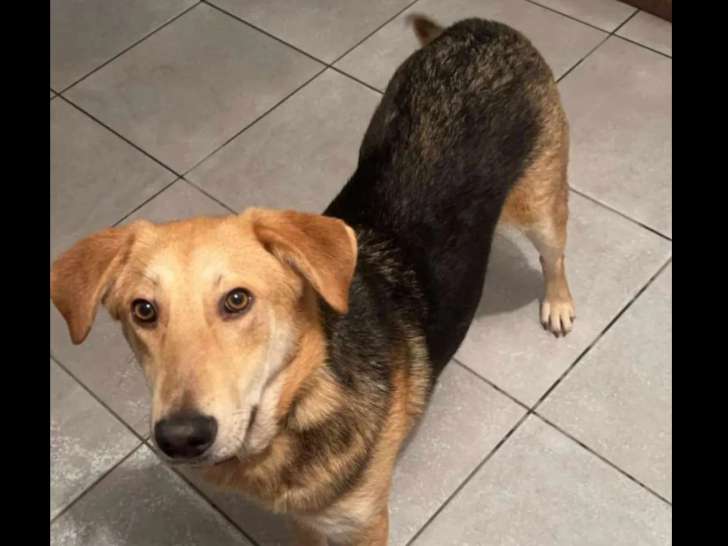 À la recherche d'une famille : chien noir et beige