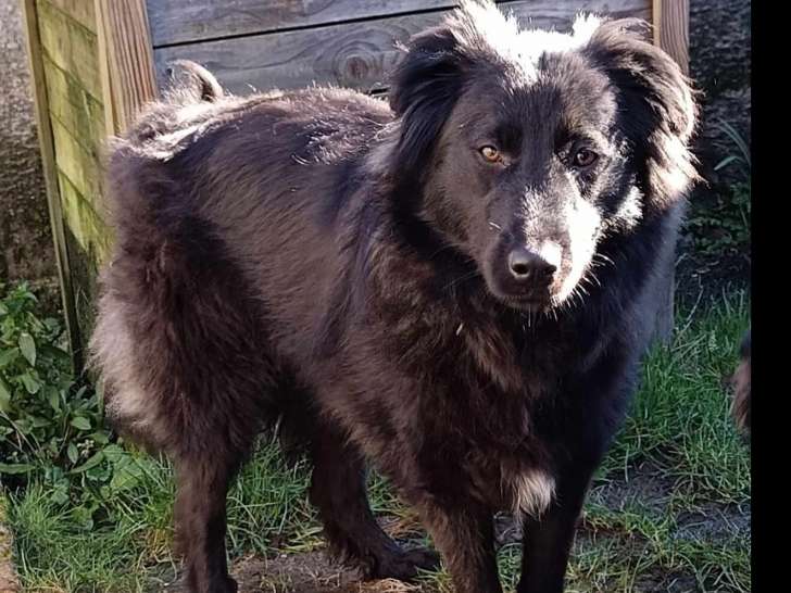 Adoption disponible : chienne noire