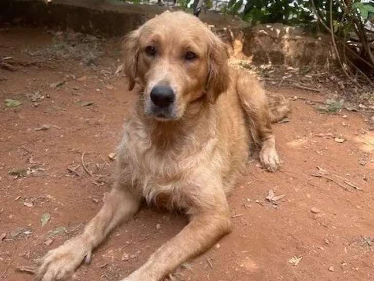 Chienne Golden Retriever de 3 ans prête pour l'adoption