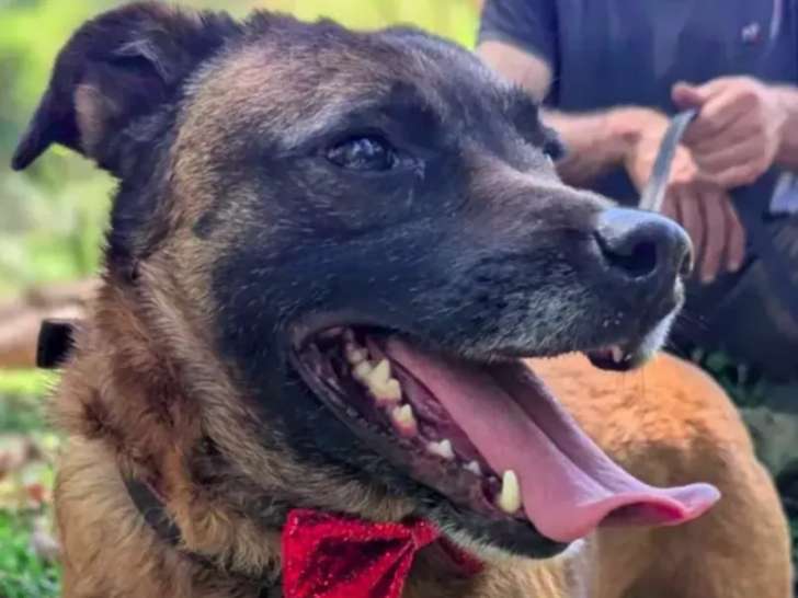 Chienne de 4 ans en attente d’une famille