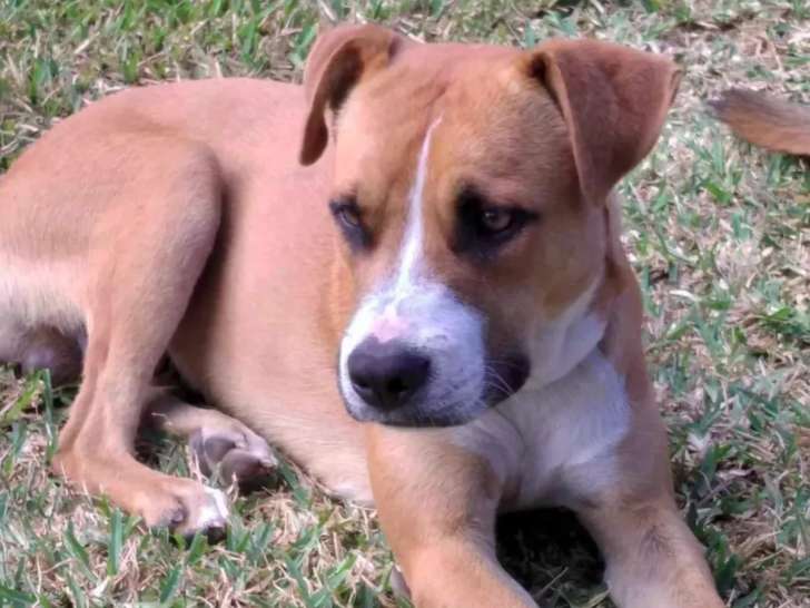 Adoption disponible : chien âgé d'un an