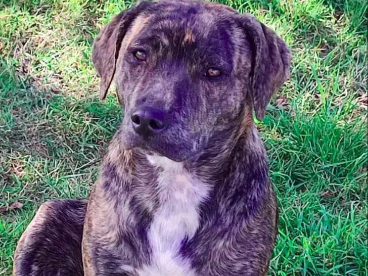Chienne bringée à la recherche d’une famille