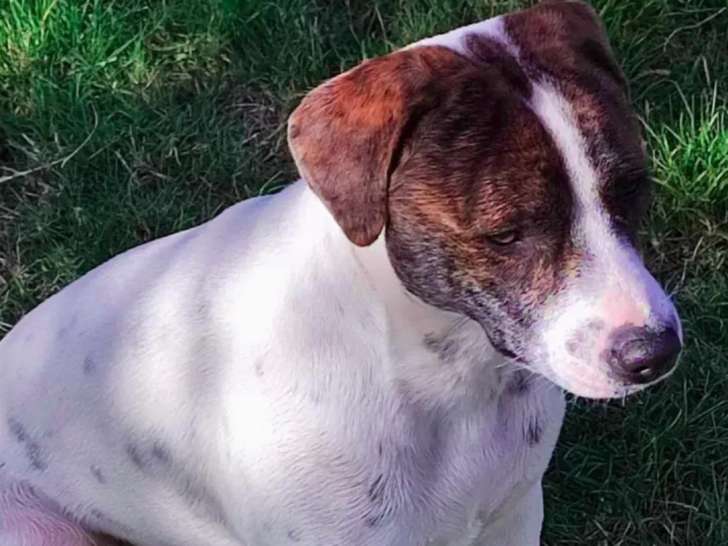 À adopter, chienne marron et blanche