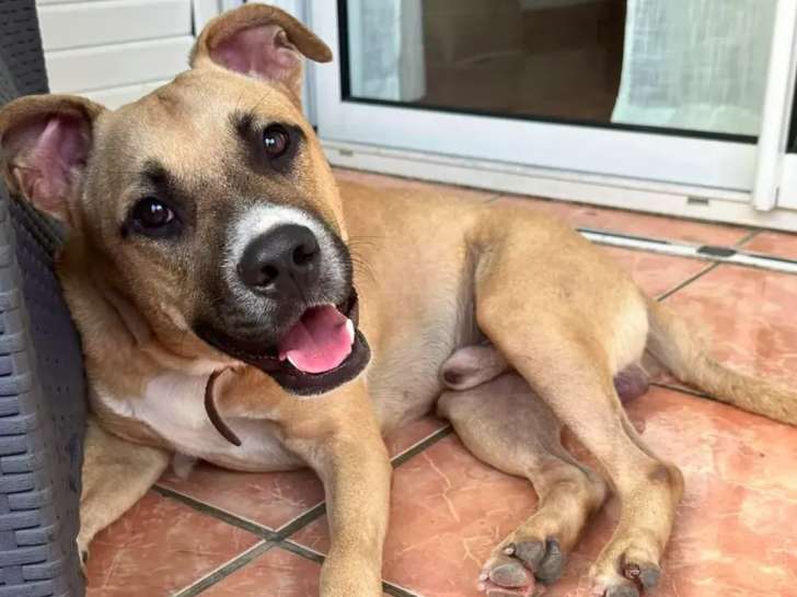 Disponible à l'adoption, chien de 2 ans
