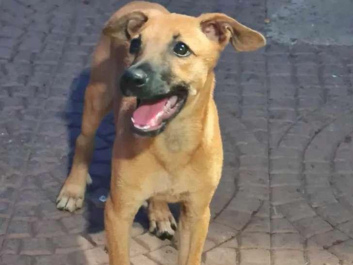 En attente d'adoption, chiot mâle fauve