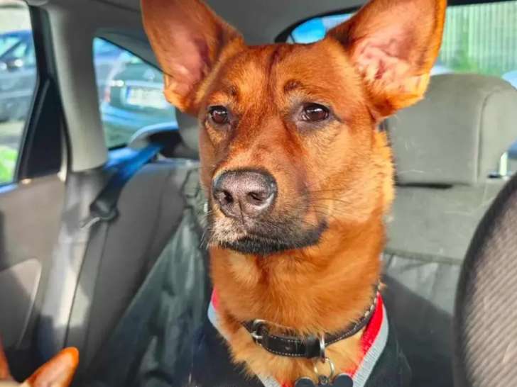 En attente d’une famille, chien de 2 ans