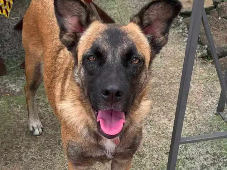 Prête pour l'adoption, chienne fauve charbonnée