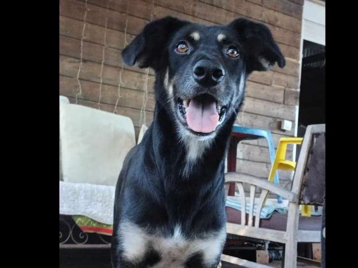 À accueillir, chien noir et feu
