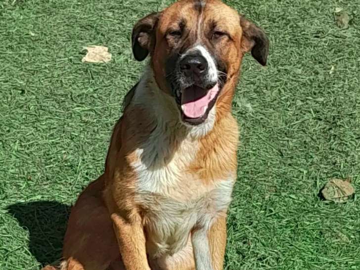 Adoption disponible : chien marron et blanc