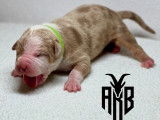 Chiots American Bully XL et XXL à vendre