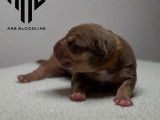 Chiots American Bully XL et XXL à vendre
