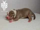 Chiots American Bully XL et XXL à vendre