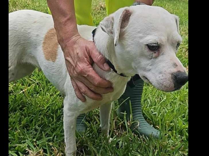 À la recherche d’un foyer, chienne d'un an