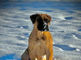 Magnifique chiot Bullmastiff à vendre
