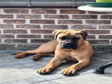 Magnifique chiot Bullmastiff à vendre
