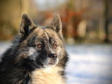 Chien adulte Pomsky à vendre