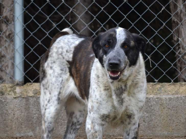 Niebla, chienne très douce à adopter